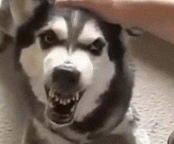 为什么狗狗害怕宠物店,为什么狗子到宠物店就乖乖的