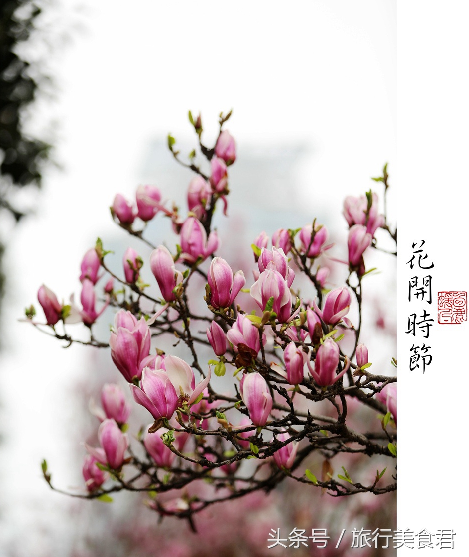 西安最美花路,西安哪条街花好看