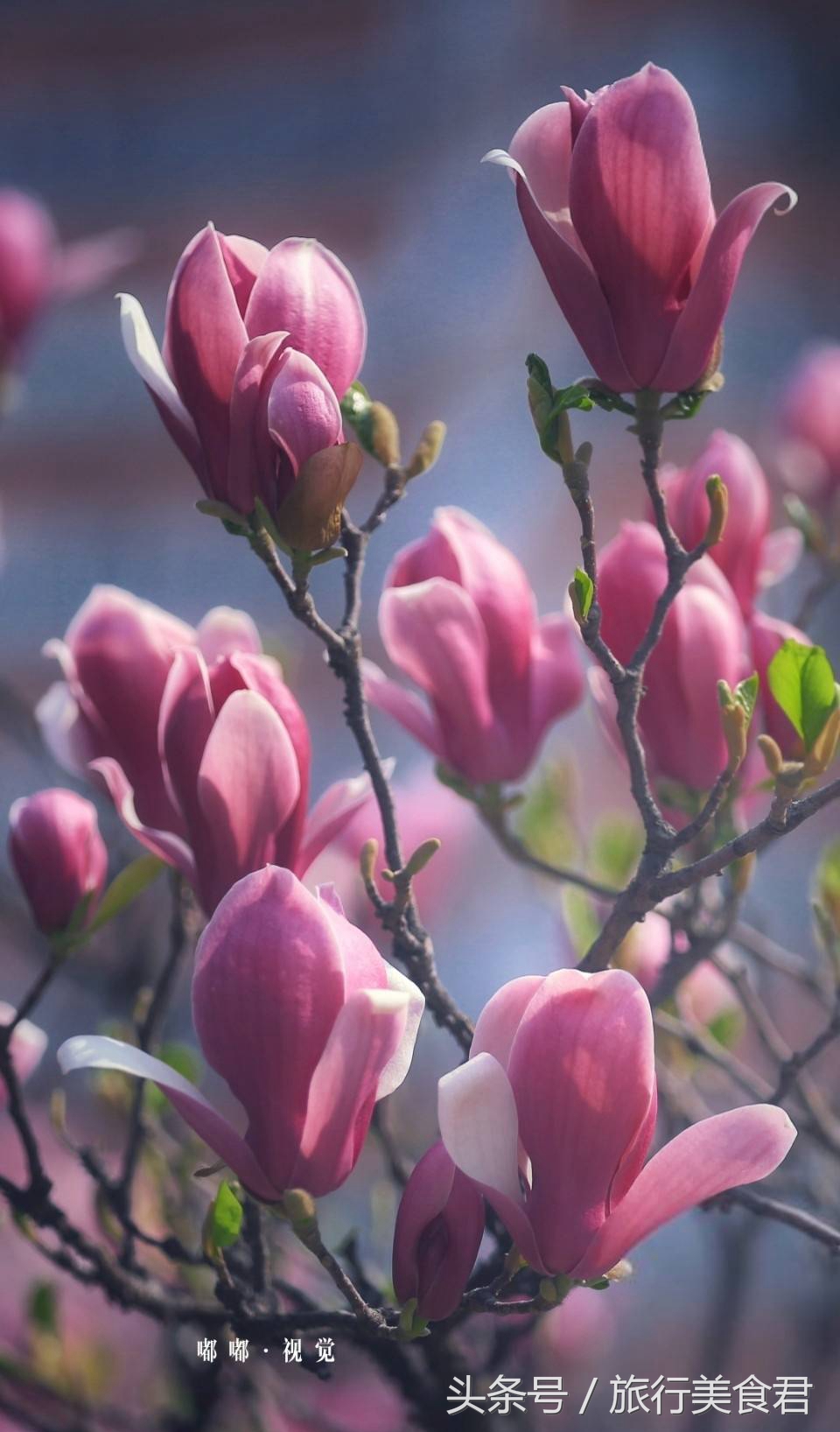 西安最美花路,西安哪条街花好看