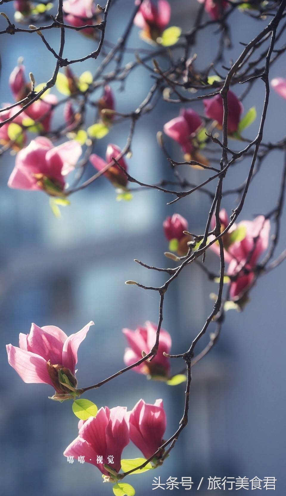 西安最美花路,西安哪条街花好看