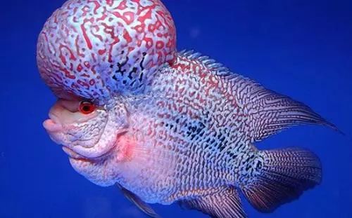 金花罗汉鱼饲养技巧,火凤罗汉鱼怎样饲养