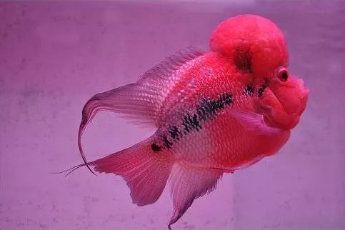 金花罗汉鱼饲养技巧,火凤罗汉鱼怎样饲养