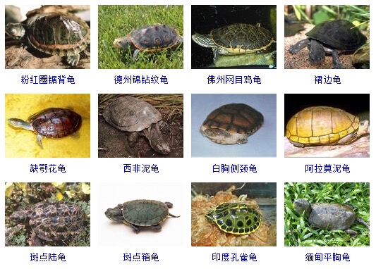 最完整的龟的种类图片大全,常见龟类品种大全图片及名称