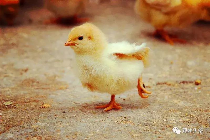 邓州的风土人情,乡土乡情邓州