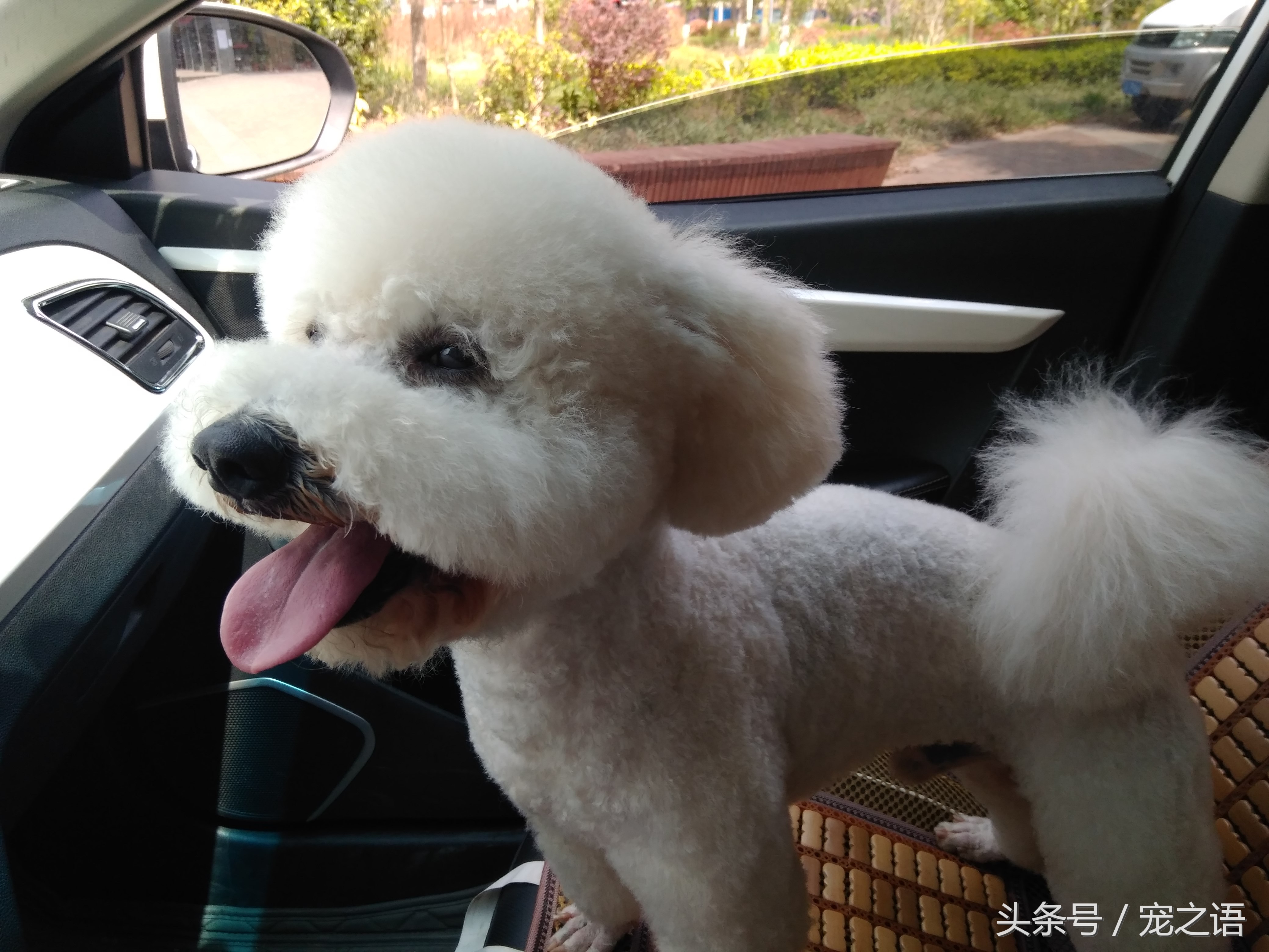 带着狗狗去旅行应该去哪儿,带着狗狗旅行不方便