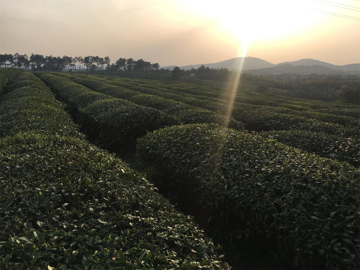 地铁去高淳老街怎么去,从南京如何坐地铁到高淳老街