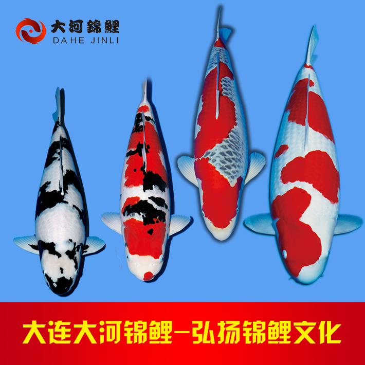 锦鲤鱼缸正确换水方法和技巧,锦鲤鱼缸加盐加药需要换水吗