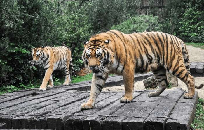 比广州长隆公园还大的公园,比长隆更好玩的有哪些地方