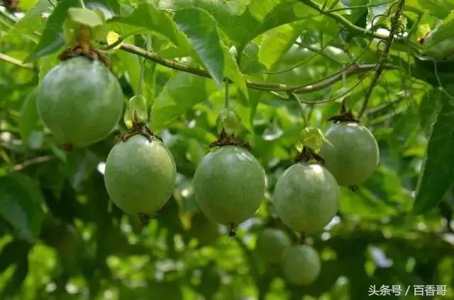 百香果的危害及副作用,百香果常见病害图片