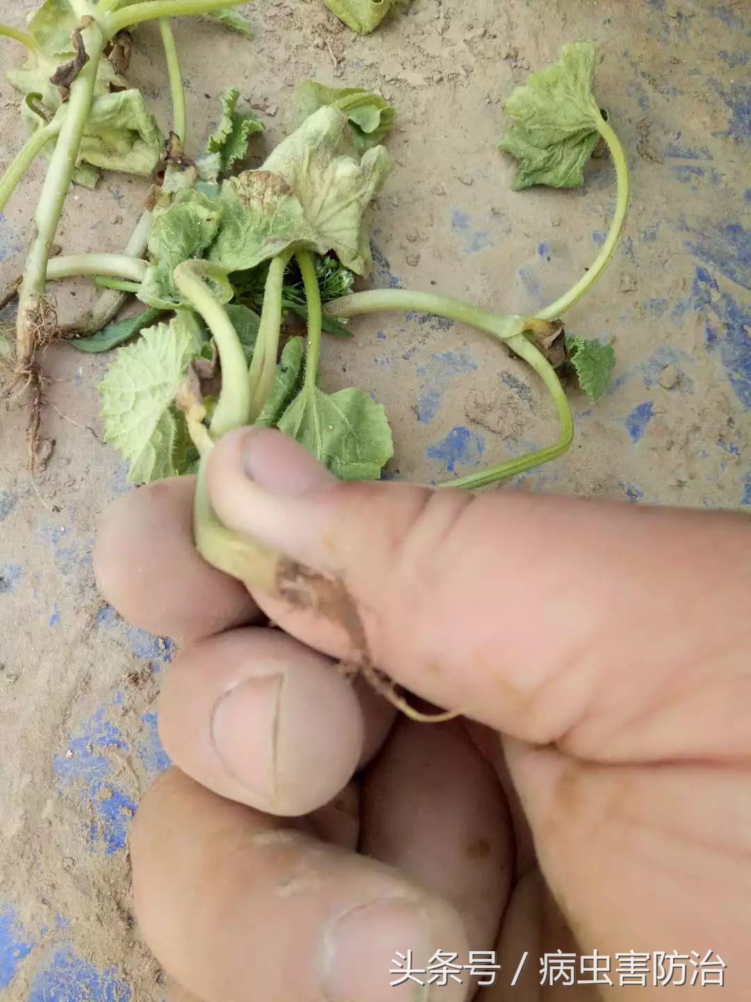 刚出苗就出现死苗怎么办,小麦枯萎发黄死苗怎么回事