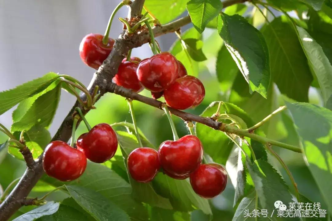 清明游莱芜莲花山,莱芜旅游十大必去景点