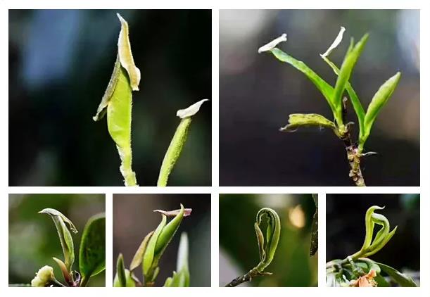 黄山毛峰为什么那么便宜,黄山毛峰茶为什么这么香