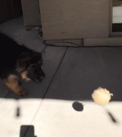 高加索牧羊犬小时候萌萌的,德国牧羊犬萌照