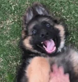 高加索牧羊犬小时候萌萌的,德国牧羊犬萌照