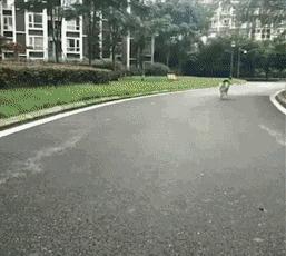 哈士奇是真的不听话吗,哈士奇到底能二到什么程度