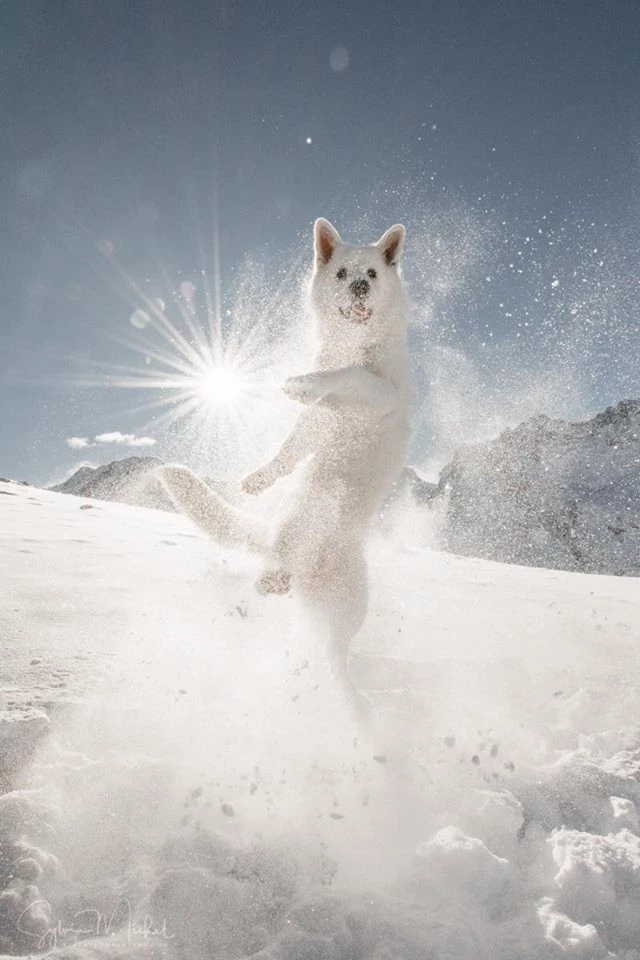 哈士奇是真的不听话吗,哈士奇到底能二到什么程度