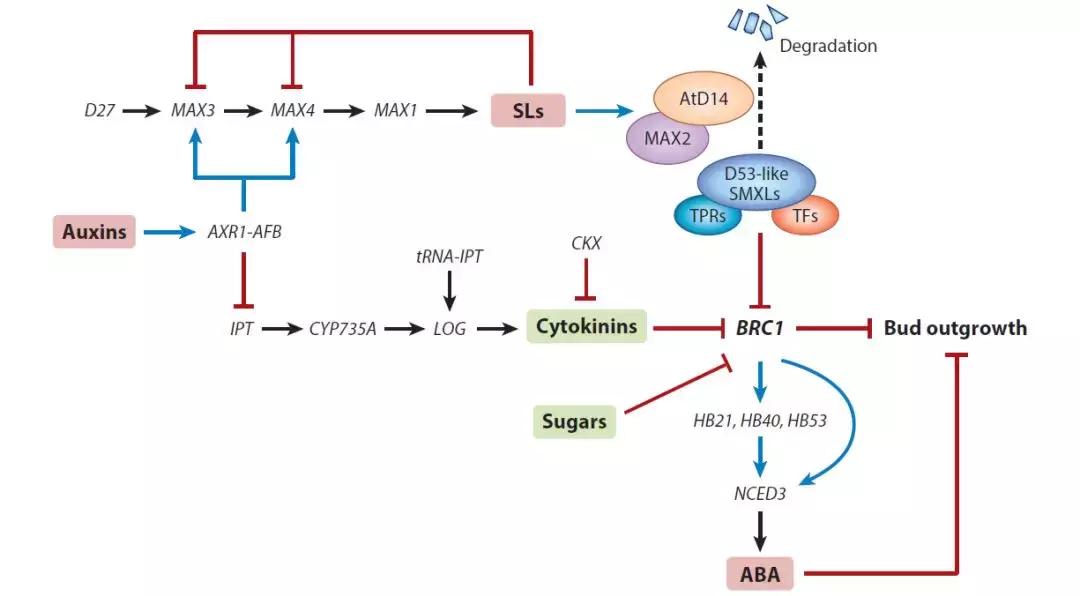 李家洋院士团队发表植物地上株型调控综述文章