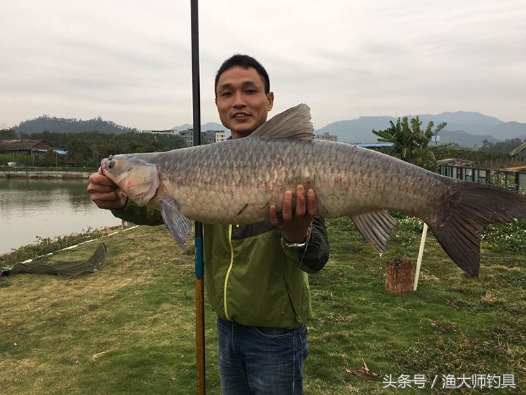 狼王钓青鱼,狼王鱼竿超轻超硬