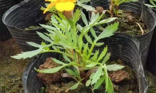 家里的花枯萎了怎么破解,家里的花干枯怎么办