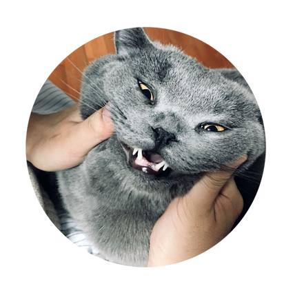 花式秀犬!主人为自家柴犬花重金买玩偶,摆拍秀“朋友圈”