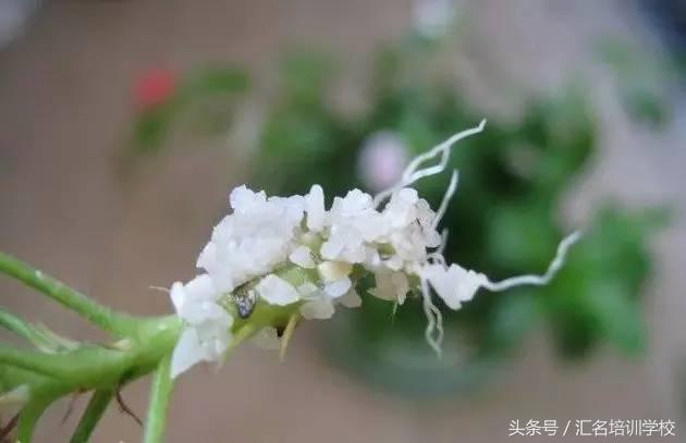 养花烂根枯萎怎么办用什么西药,养花养草烂叶怎么办