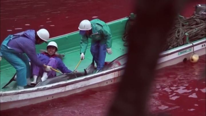 日本屠杀海豚湾动物事件,日本海豚湾屠杀海豚