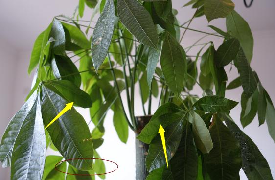 客厅财位的旺财布局宜忌,家中财位有什么禁忌和讲究