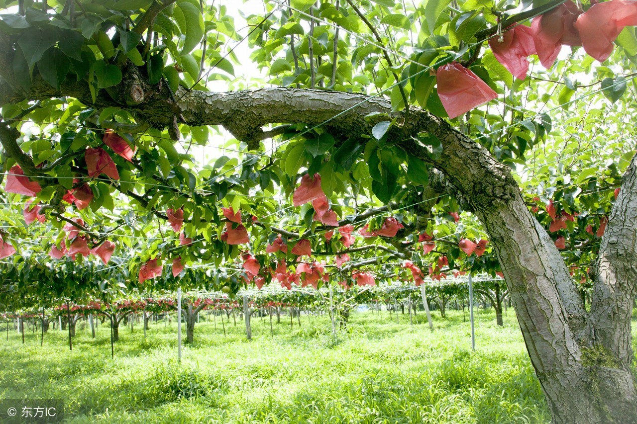 果园选择哪种位置最合适,50平米小果园规划设计最简单方式