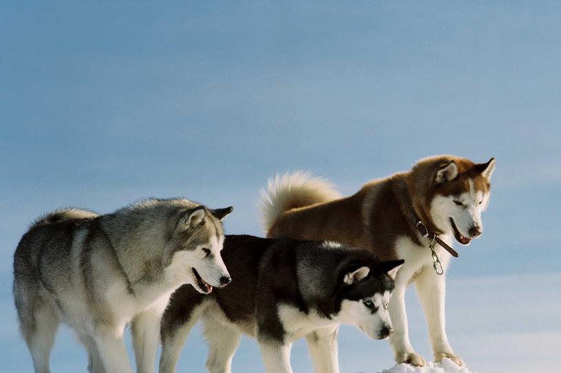 阿拉斯加雪橇犬的发展史,美国阿拉斯加为什么受欢迎