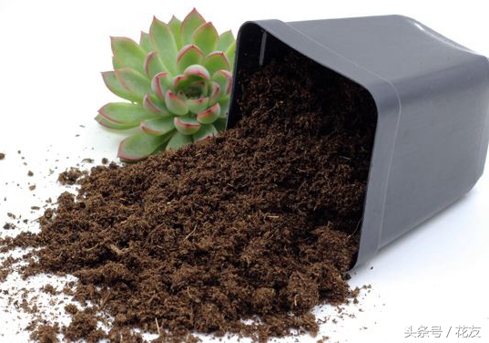 营养土推荐种什么,营养土的成分有哪些