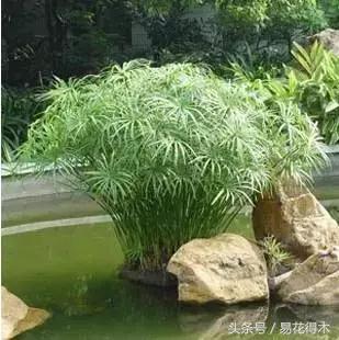 水棕竹,水棕竹如何繁殖