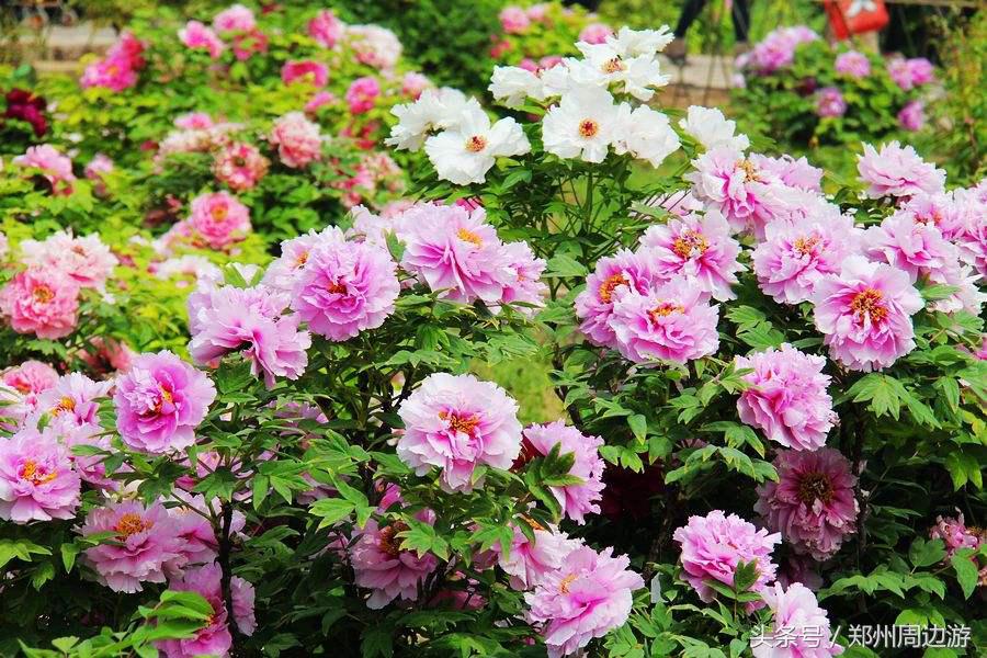 描写牡丹花的诗句开头,关于牡丹诗句和好词好句