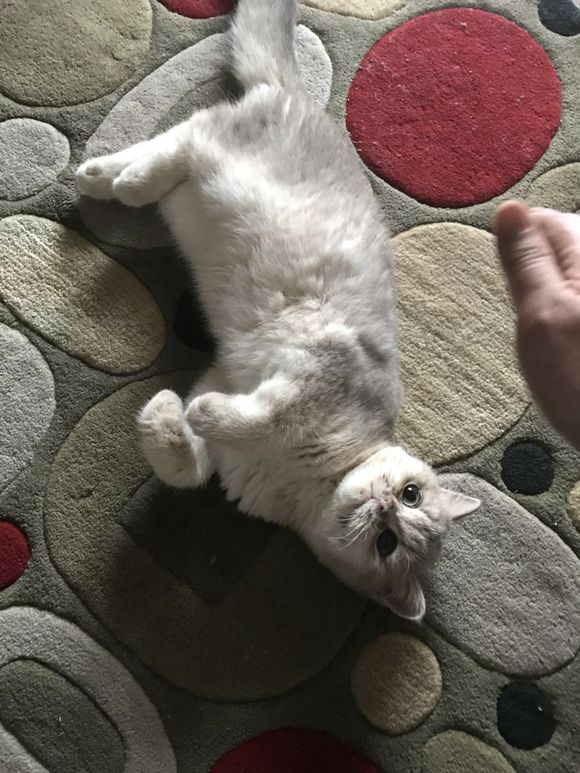 刚买的英短猫不幸得了猫瘟，一天500元的住院费用，只因不忍放弃