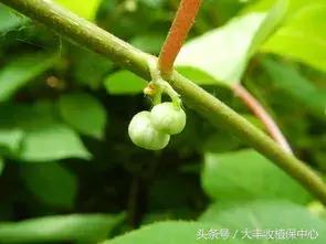 今年猕猴桃授粉的时间,今年猕猴桃受天气影响偏小