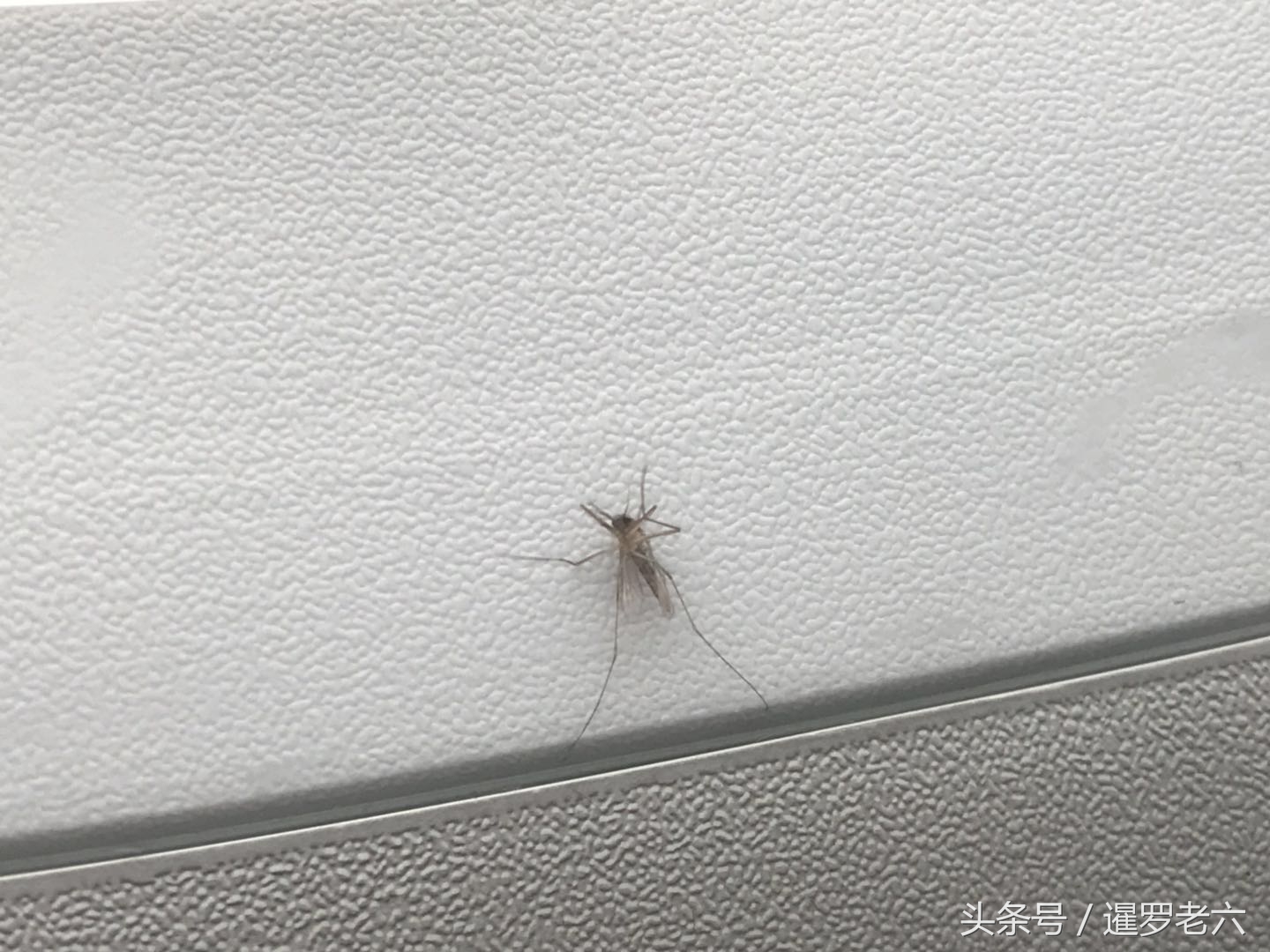 飞机窗户玻璃里面有蚊子,飞机窗玻璃间有蚊子