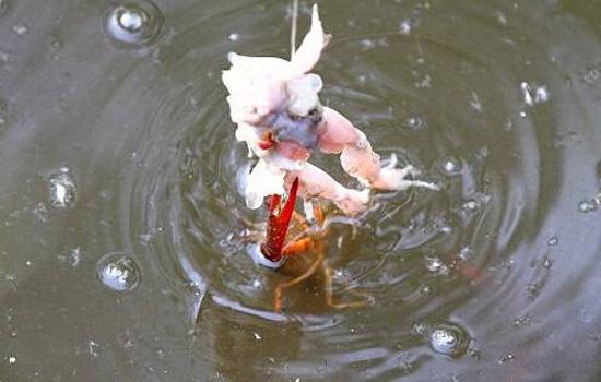 钓小龙虾什么天气好钓,钓小龙虾选什么天气好