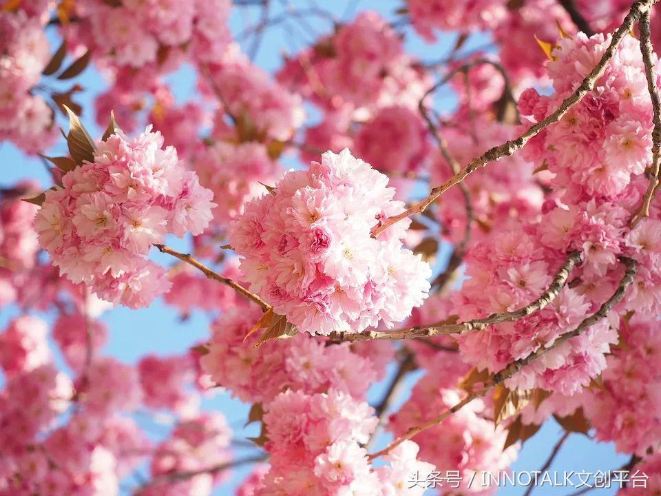 出自日本武士之手的饭盒，竟成INS美食网红摆拍神器