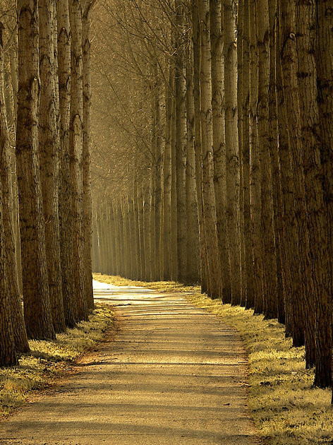 绝美林荫,绝美林荫道创意图片