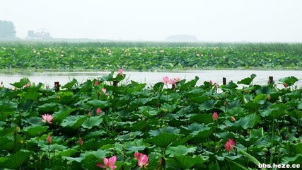 铁道游击队微山湖传奇,铁道游击队微山湖原版