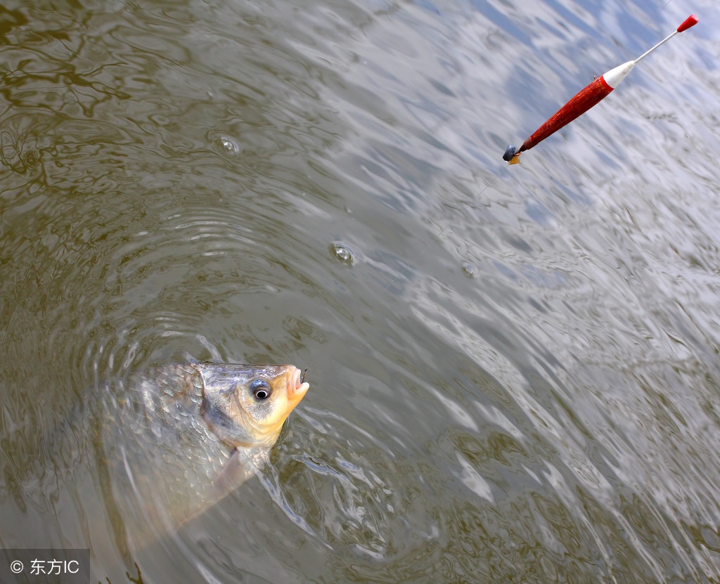 解决钓罗非鱼空竿的技巧