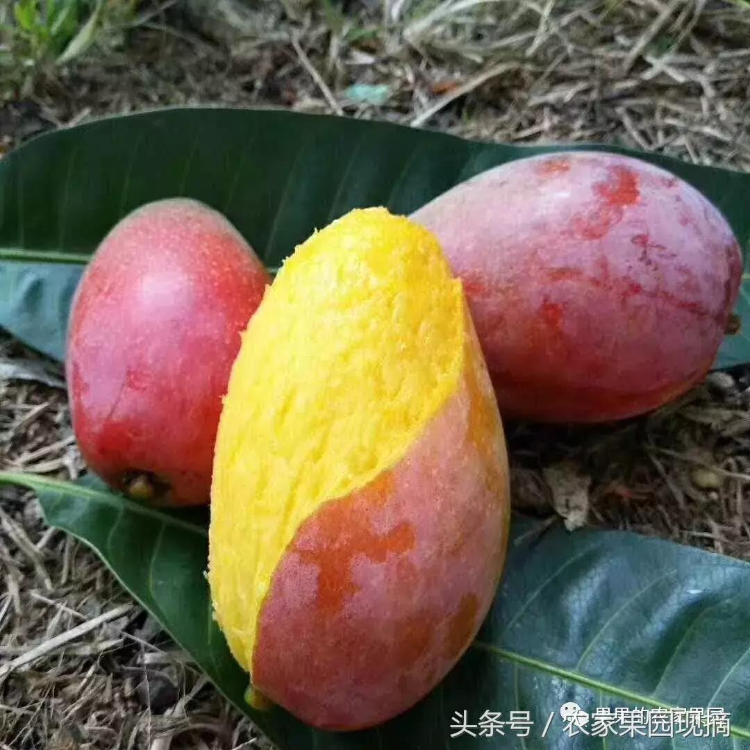 芒果品种千千万，最好吃的是哪个品种？你知道吗？