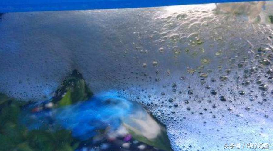 为啥我鱼缸的水老是有沫子,养鱼的鱼缸里有小小的泡泡是什么