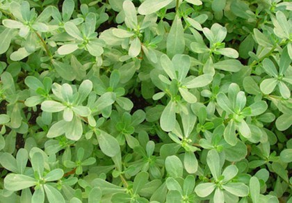 我想要的不过是你明目张胆的偏爱,我想要的不过是你英文歌