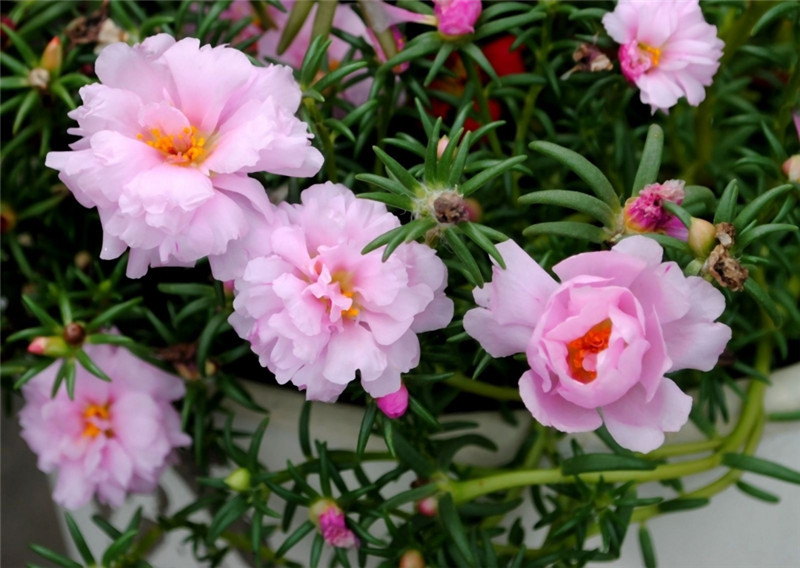 我想要的不过是你明目张胆的偏爱,我想要的不过是你英文歌