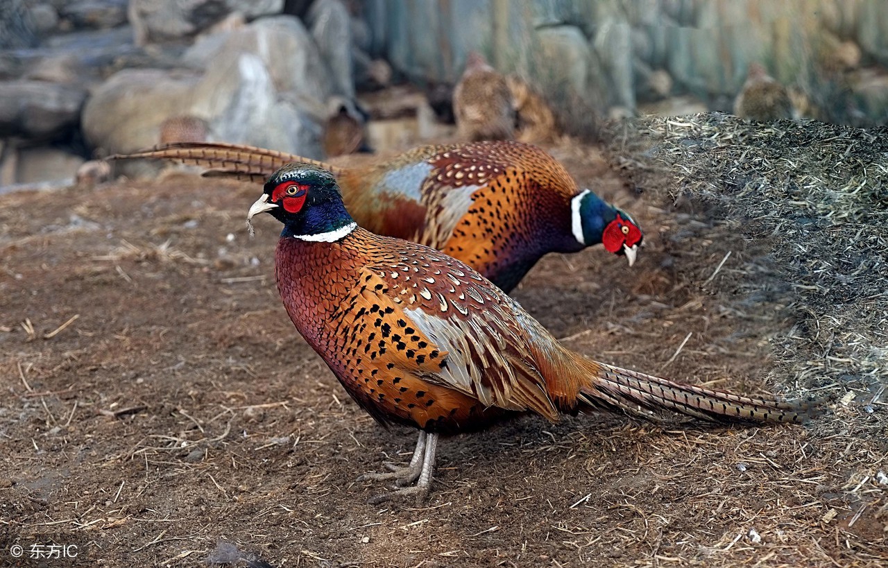 七彩野山鸡饲养与管理,野山鸡饲养需要什么手续