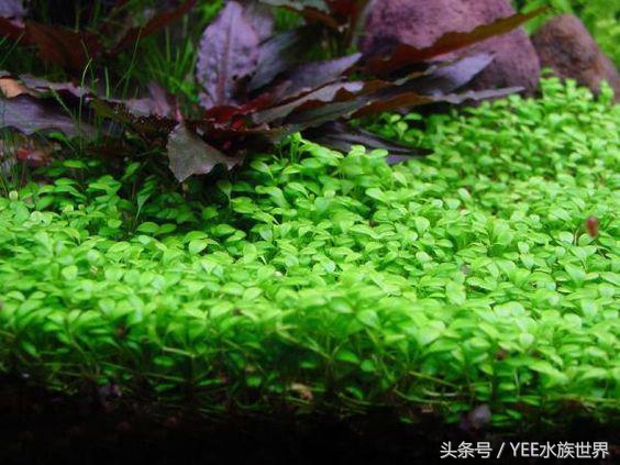 矮珍珠入缸怎么不长,矮珍珠根部烂了怎么办