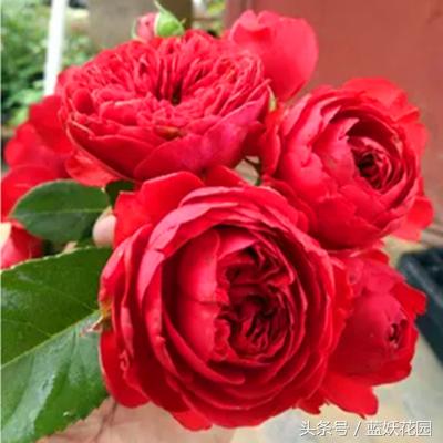 不认识这些月季病，怎能养好月季花？