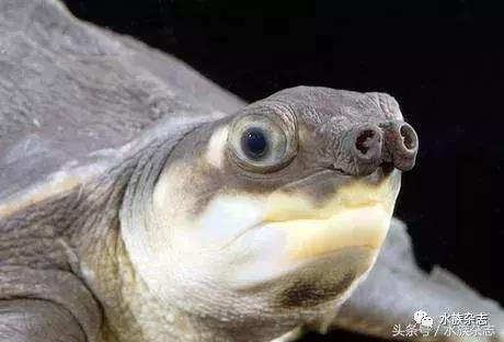 鱼缸里的龟,鱼缸里面的龟晒台