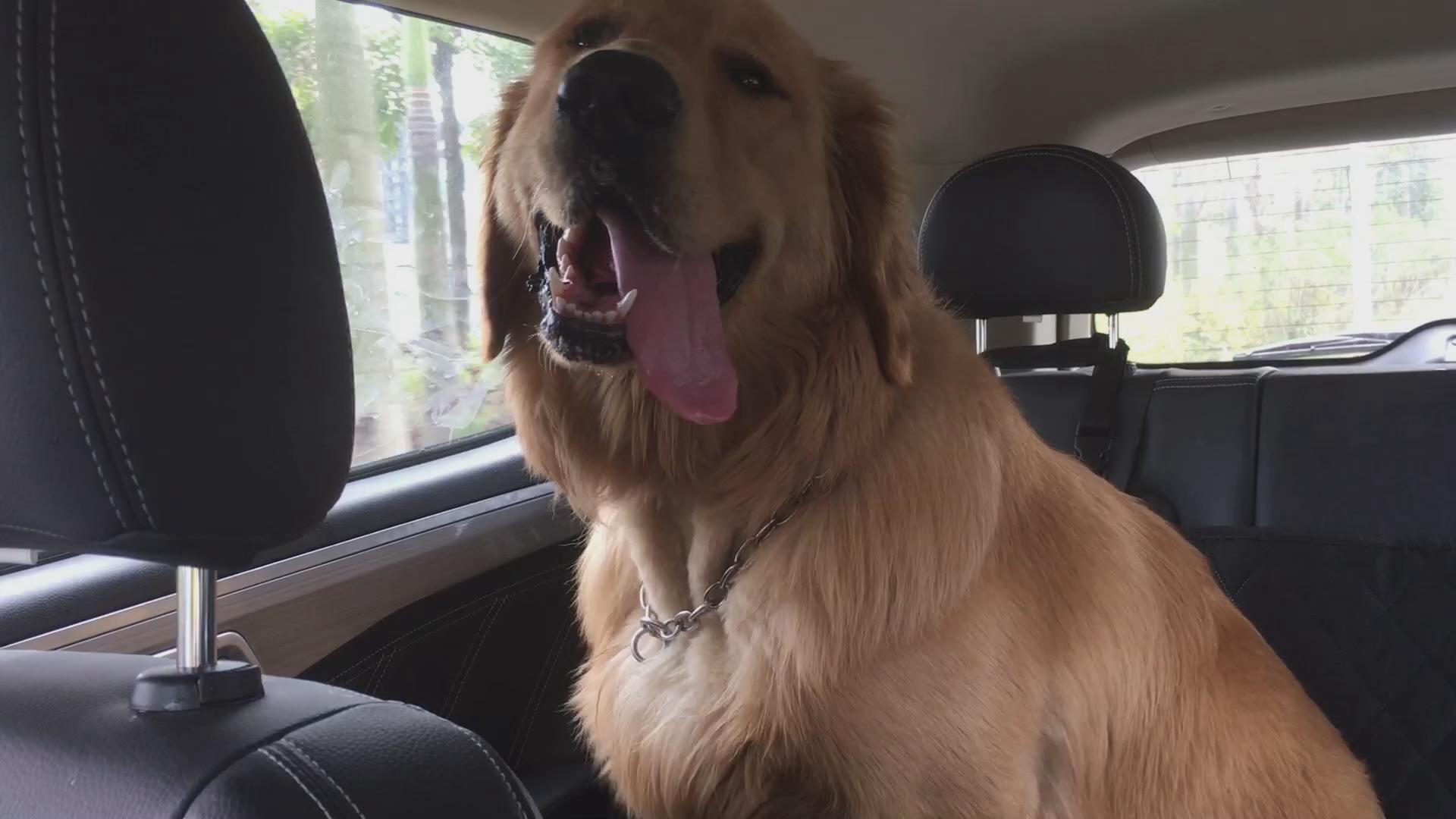 八个月金毛太闹腾,怎样驯服金毛听话