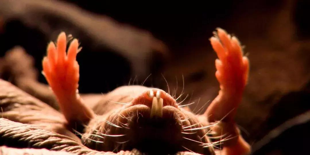 自愈能力最强的哺乳动物,唯一不会得癌症的哺乳动物